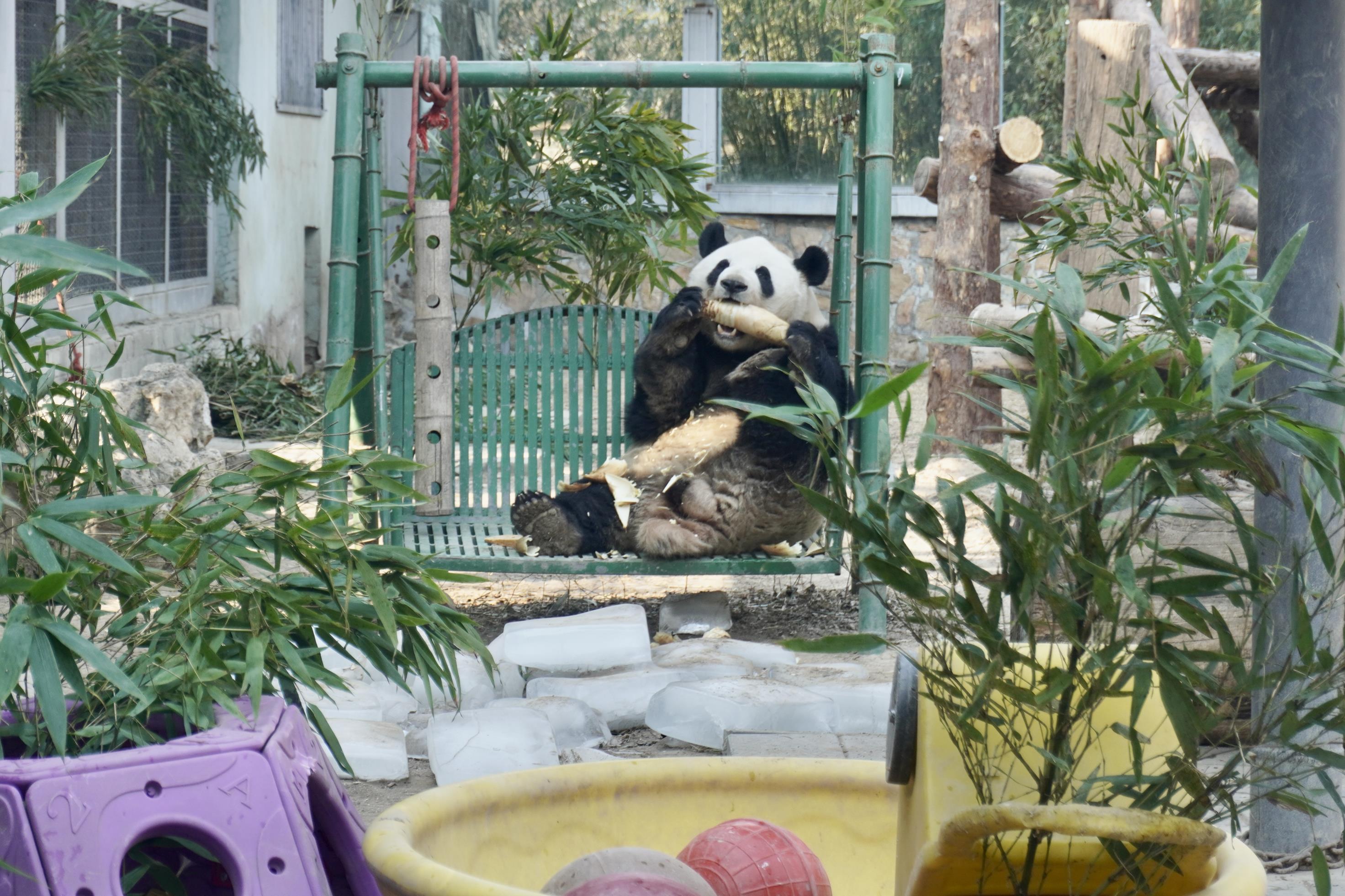 冰墩墩的原型是谁(冰墩墩的原型！来北京动物园看真熊猫)