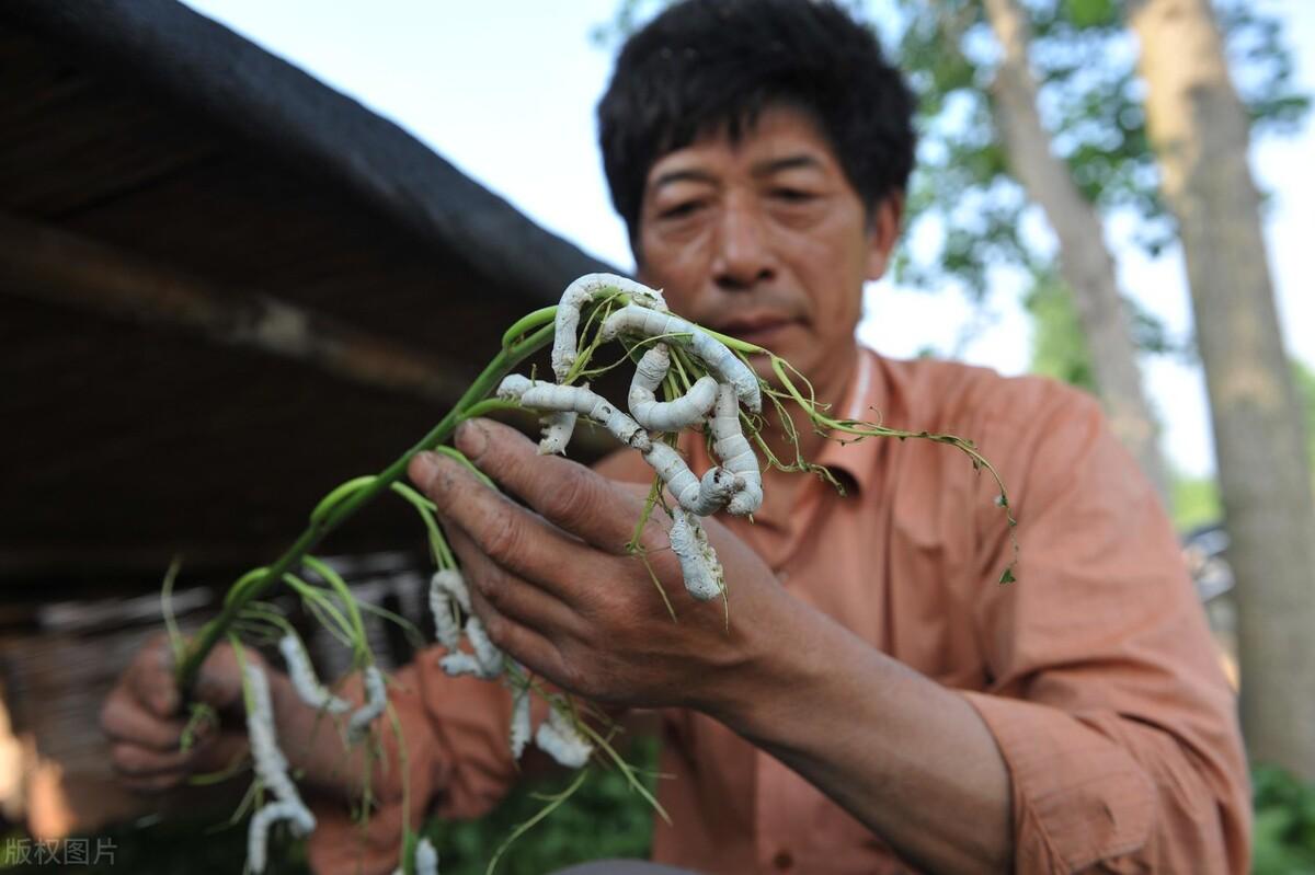 春蚕到死丝方尽 蜡炬成灰泪始干是谁写的(春蚕到死丝方尽：李商隐七律《无题》的本义与引申义)